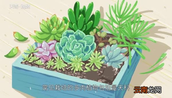 多肉植物品种 多肉植物品种有哪些