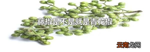 藤椒是不是就是青花椒
