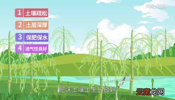 炒芦笋要焯水吗 炒芦笋要不要焯水