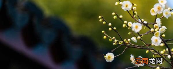 什么的梅花填空词语 什么的梅花填空词语两个字