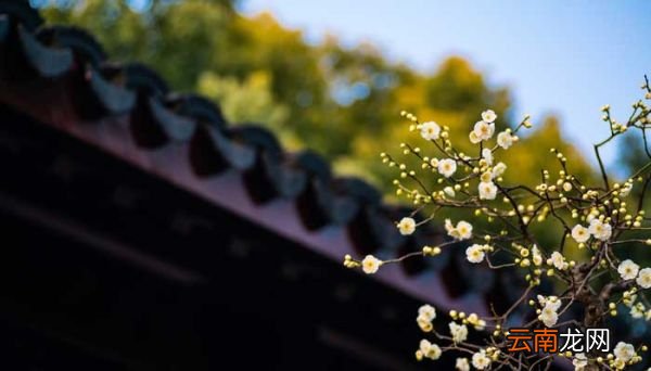 什么的梅花填空词语 什么的梅花填空词语两个字