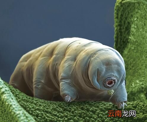 生命力最强的生物是什么