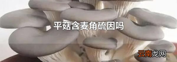 平菇含麦角硫因吗