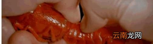 怎样剥小龙虾？