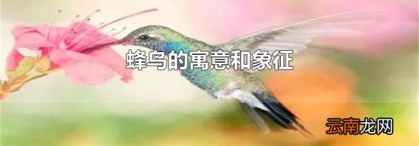 蜂鸟的寓意和象征