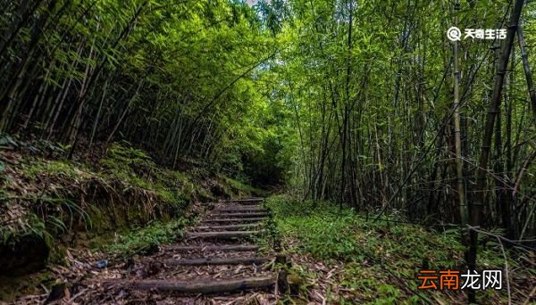 离恨恰如春草,更行更远还生什么意思 离恨恰如春草更行更远还生的意思
