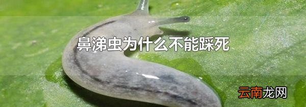 鼻涕虫为什么不能踩死