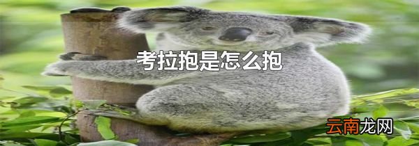 考拉抱是怎么抱