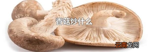 香菇炒什么