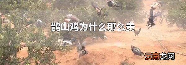 鹊山鸡为什么那么贵