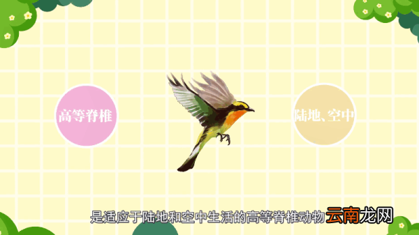 鸟是什么动物 鸟是哪种动物