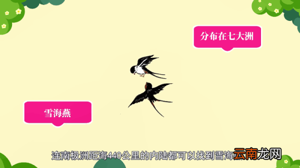 鸟是什么动物 鸟是哪种动物