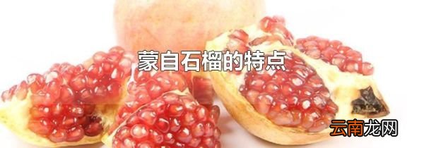 蒙自石榴的特点
