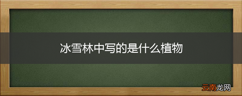 冰雪林中写的是什么植物