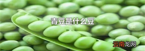 青豆是什么豆