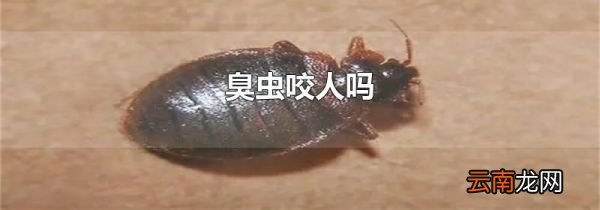 臭虫咬人吗