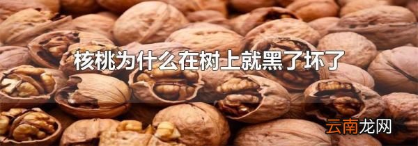 核桃为什么在树上就黑了坏了