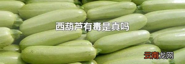 西葫芦有毒是真吗