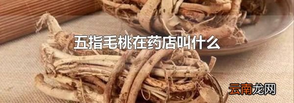 五指毛桃在药店叫什么