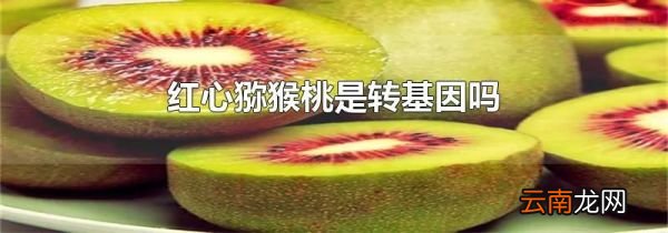 红心猕猴桃是转基因吗