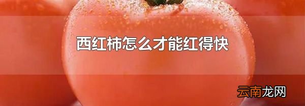 西红柿怎么才能红得快