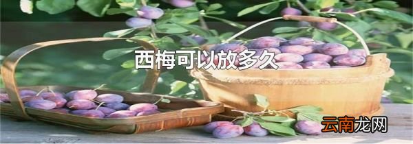 西梅可以放多久
