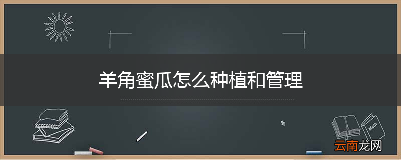 羊角蜜瓜怎么种植和管理