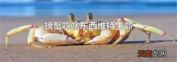 螃蟹吃啥东西维持生命