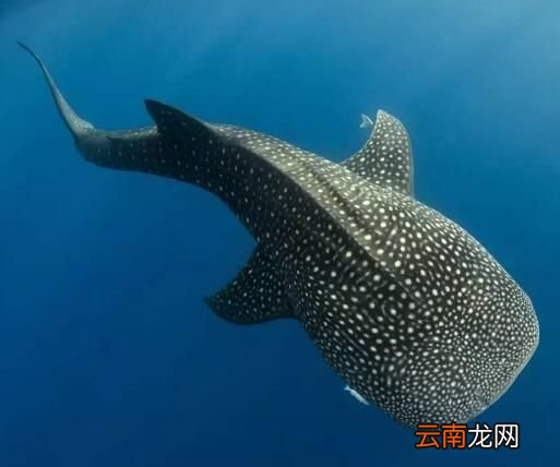 世界上最大的鱼类是什么？