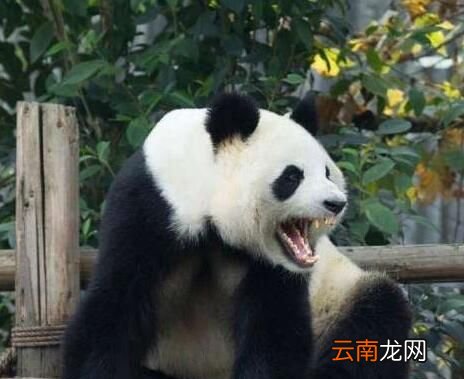 食铁兽是什么动物？