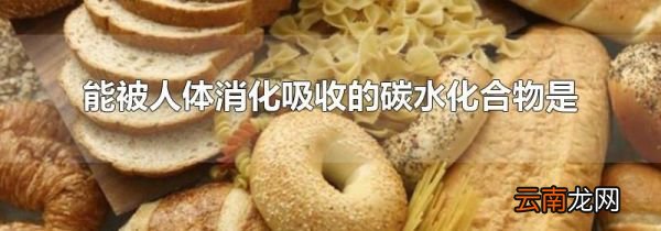 能被人体消化吸收的碳水化合物是