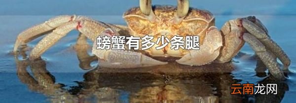 螃蟹有多少条腿