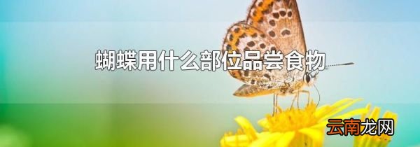 蝴蝶用什么部位品尝食物