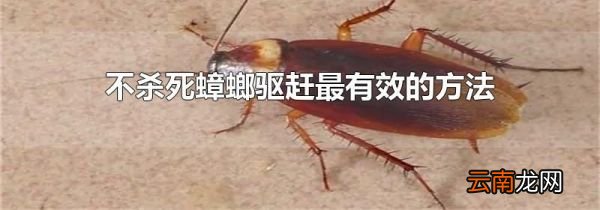 不杀死蟑螂驱赶最有效的方法