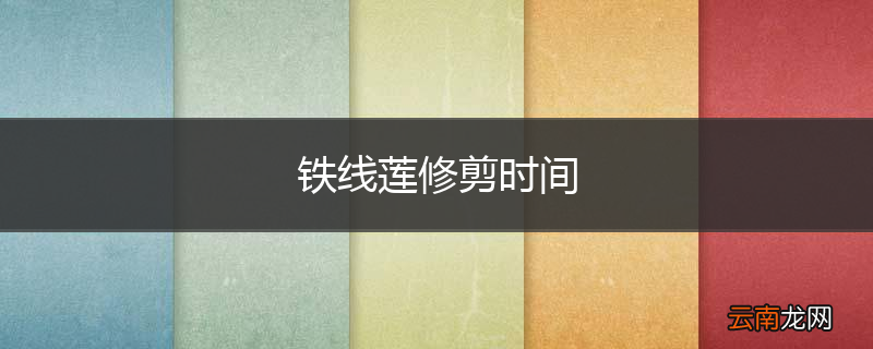 铁线莲修剪时间
