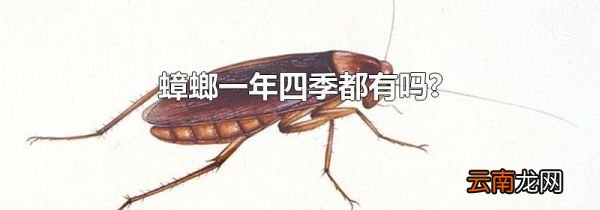 蟑螂一年四季都有吗?