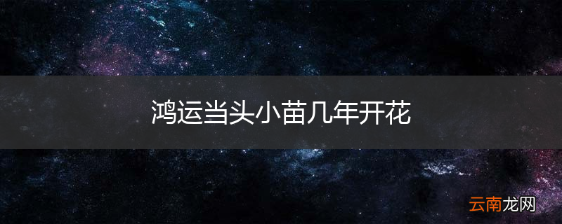 鸿运当头小苗几年开花