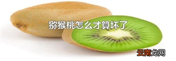 猕猴桃怎么才算坏了