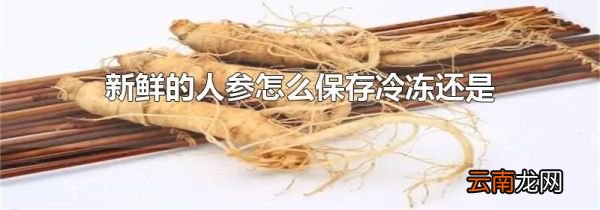 新鲜的人参怎么保存冷冻还是冷藏