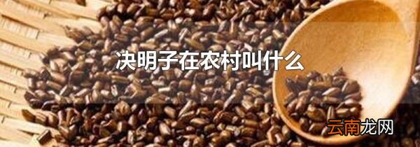 决明子在农村叫什么