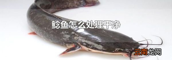 鲶鱼怎么处理干净