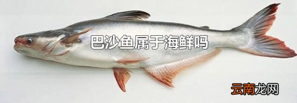 巴沙鱼属于海鲜吗
