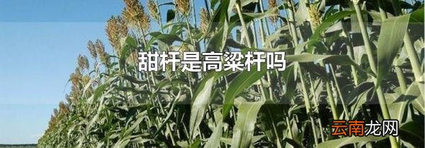 甜杆是高粱杆吗