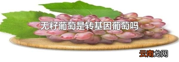 无籽葡萄是转基因葡萄吗