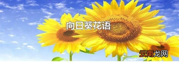 向日葵花语