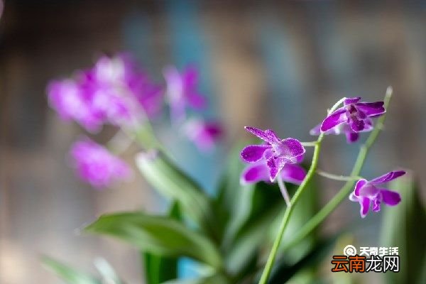 金钗石斛花的功效与作用 金钗石斛花的功效
