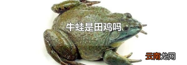 牛蛙是田鸡吗