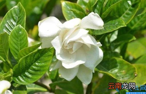 男子连喝10多年栀子茶险肠坏死 医生：长期大量饮用中草药茶需谨慎