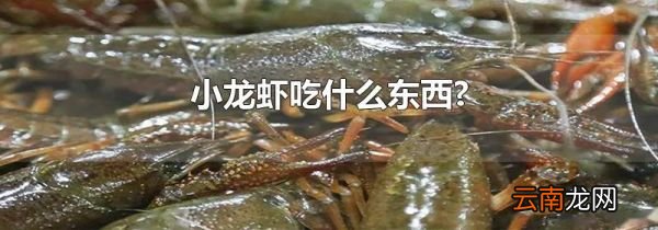 小龙虾吃什么东西?