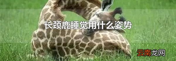 长颈鹿睡觉用什么姿势